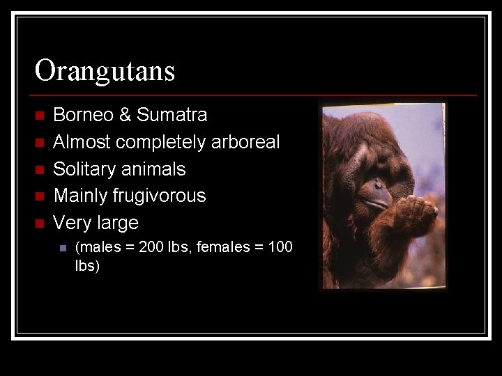 Orangutans n n n Borneo & Sumatra Almost completely arboreal Solitary animals Mainly frugivorous