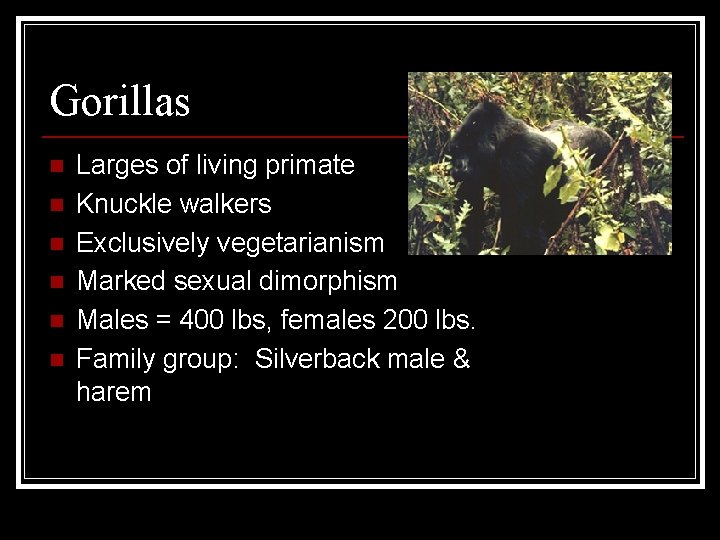 Gorillas n n n Larges of living primate Knuckle walkers Exclusively vegetarianism Marked sexual