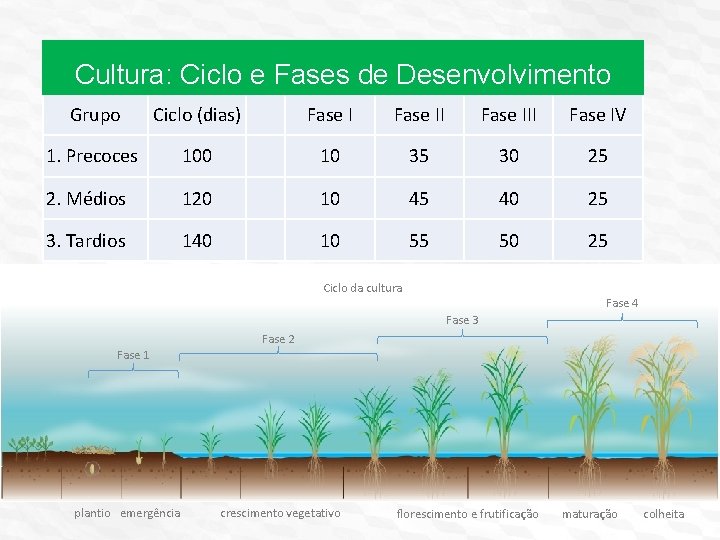 Cultura: Ciclo e Fases de Desenvolvimento Grupo Ciclo (dias) Fase III Fase IV 1.