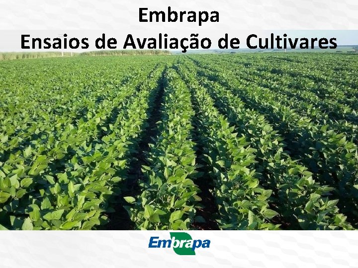 Embrapa Ensaios de Avaliação de Cultivares 