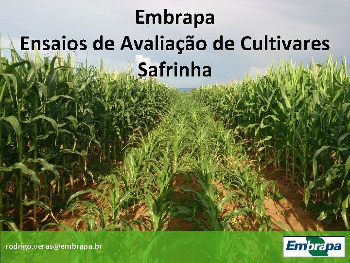 Embrapa Ensaios de Avaliação de Cultivares Safrinha rodrigo. veras@embrapa. br 