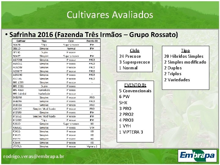 Cultivares Avaliados • Safrinha 2016 (Fazenda Três Irmãos – Grupo Rossato) Ciclo 24 Precoce