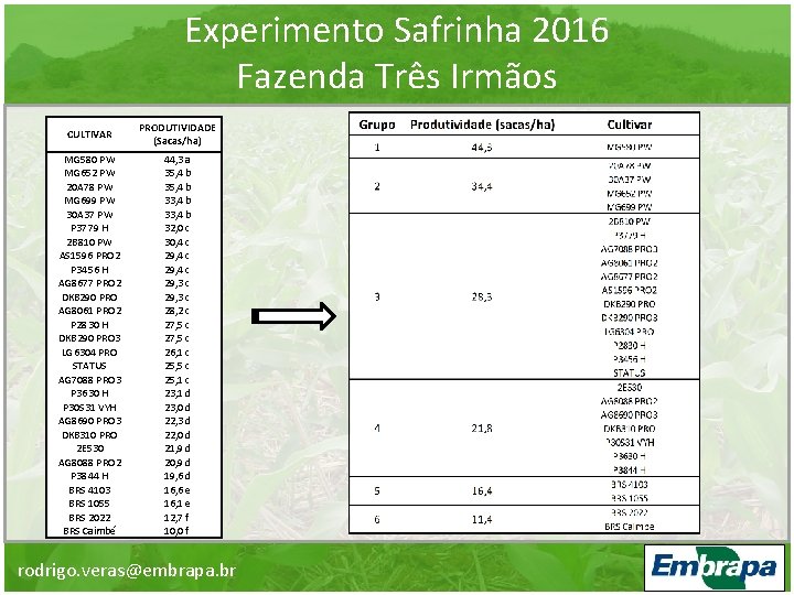Experimento Safrinha 2016 Fazenda Três Irmãos CULTIVAR PRODUTIVIDADE (Sacas/ha) MG 580 PW MG 652
