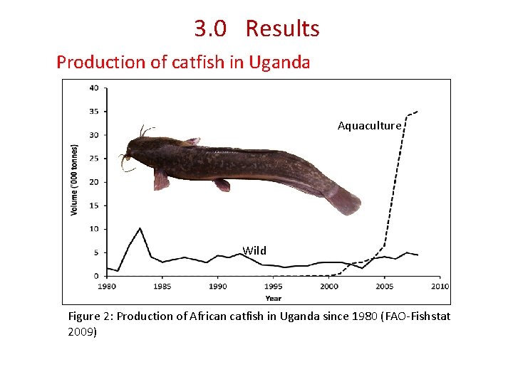 3. 0 Results Production of catfish in Uganda Aquaculture Wild Figure 2: Production of