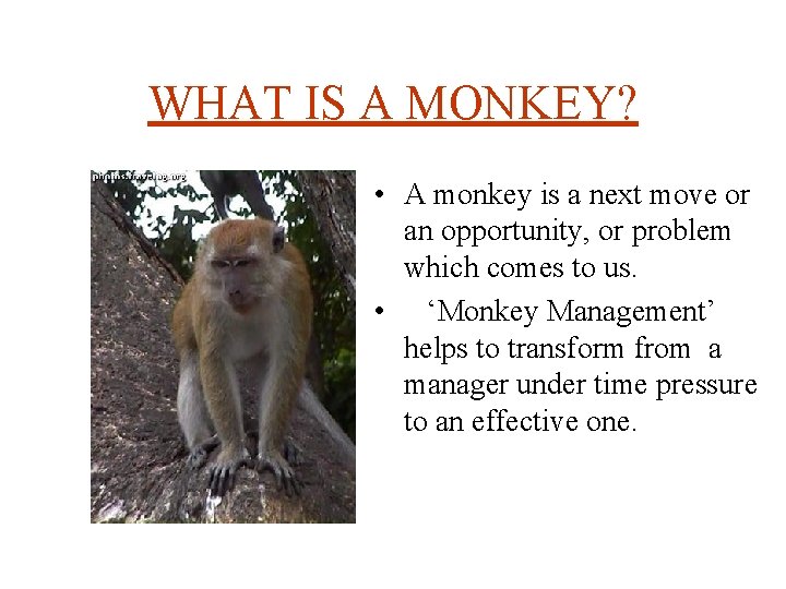 WHAT IS A MONKEY? • A monkey is a next move or an opportunity,