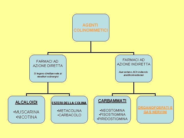 AGENTI COLINOMIMETICI FARMACI AD AZIONE DIRETTA Si legano direttamnete ai recettori colinergici ALCALOIDI ESTERI