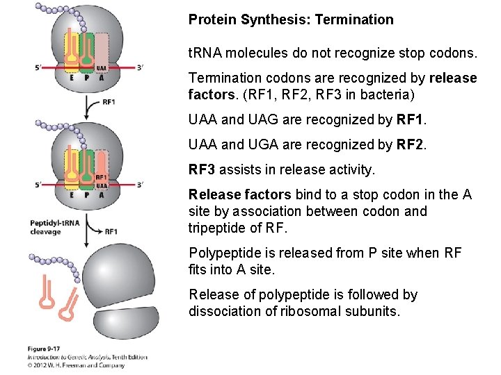 gene and protein genotype dna sequence