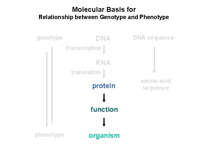 gene and protein genotype dna sequence