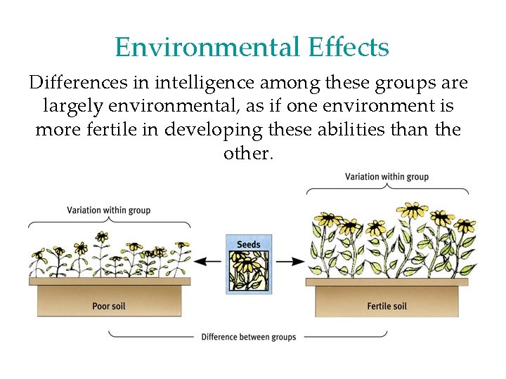 Environmental Effects Differences in intelligence among these groups are largely environmental, as if one Environmental Effects Differences in intelligence among these groups are largely environmental, as if one