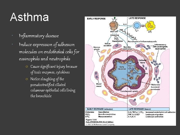 Asthma Inflammatory disease Induce expression of adhesion molecules on endothelial cells for eosinophils and