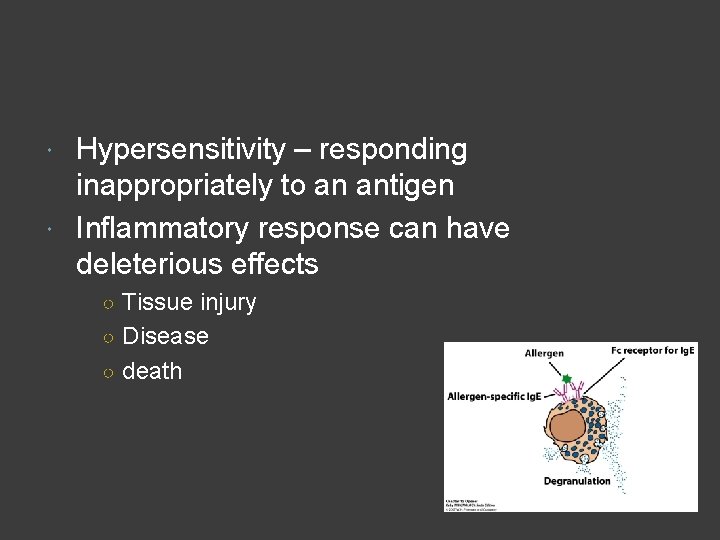 Hypersensitivity – responding inappropriately to an antigen Inflammatory response can have deleterious effects ○