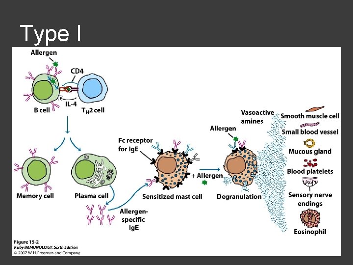 Chapter 15 Hypersensitivity Reactions Allergies Dr Capers IMMUNOLOGY