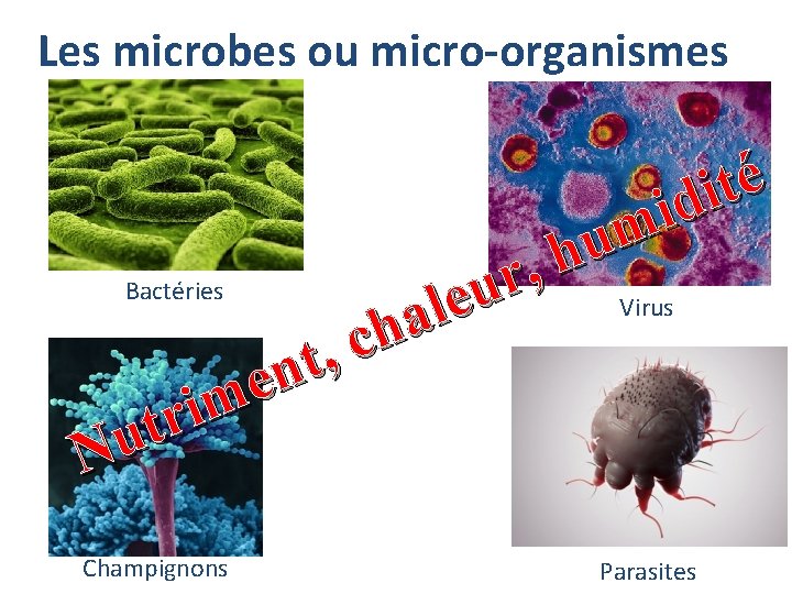  Les microbes ou micro-organismes é t i d i m u h ,