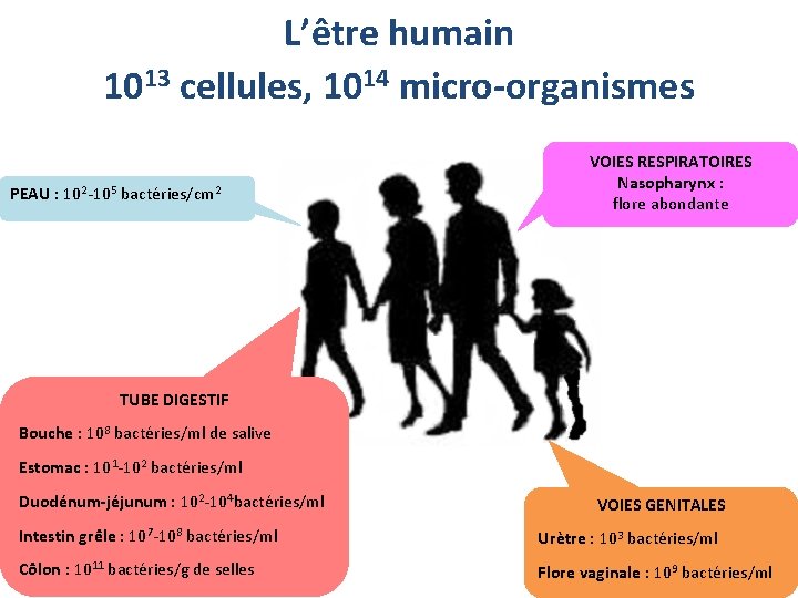 L’être humain 1013 cellules, 1014 micro-organismes PEAU : 102 -105 bactéries/cm 2 VOIES RESPIRATOIRES