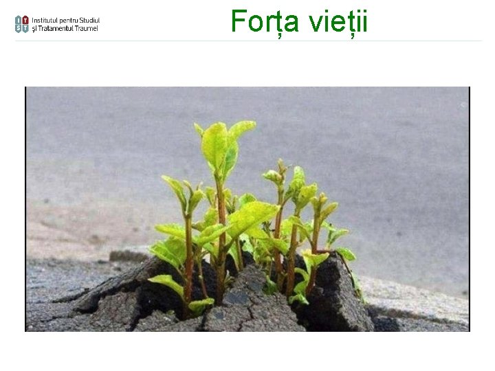 Forța vieții 