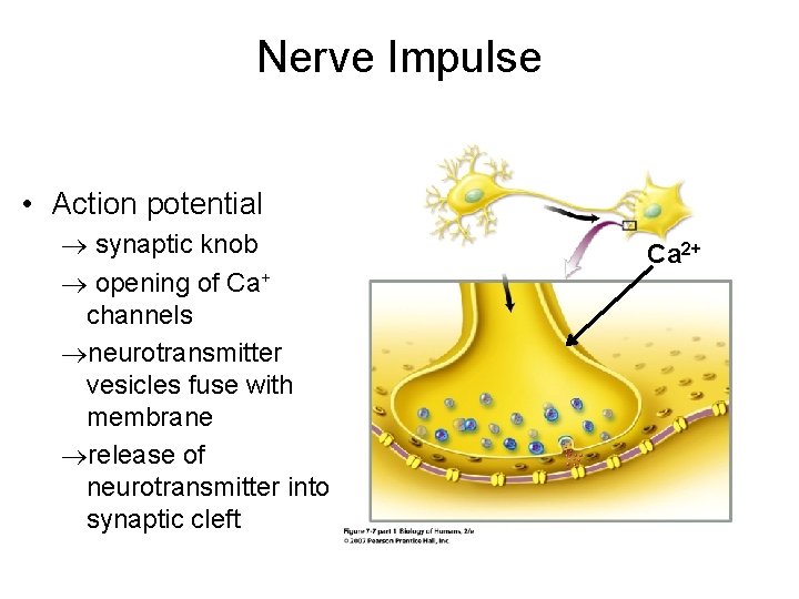 Nerve Impulse • Action potential synaptic knob opening of Ca+ channels neurotransmitter vesicles fuse