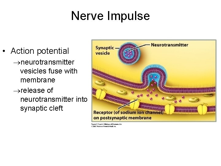 Nerve Impulse • Action potential neurotransmitter vesicles fuse with membrane release of neurotransmitter into