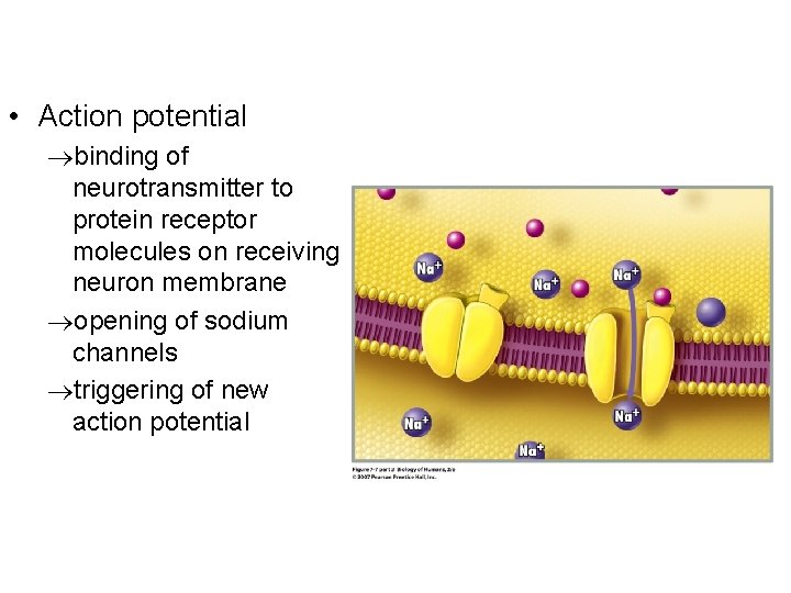  • Action potential binding of neurotransmitter to protein receptor molecules on receiving neuron