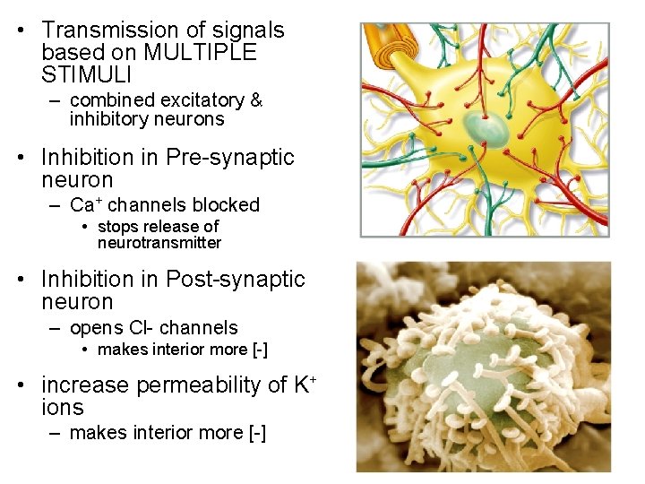  • Transmission of signals based on MULTIPLE STIMULI – combined excitatory & inhibitory