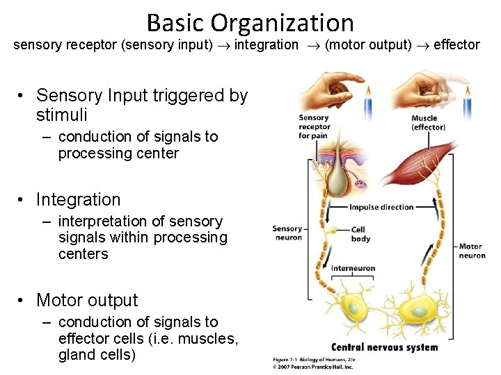 Basic Organization sensory receptor (sensory input) integration (motor output) effector • Sensory Input triggered