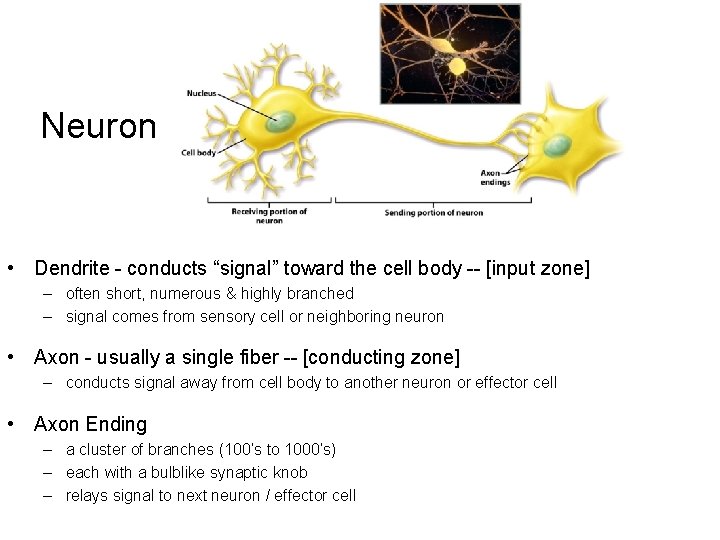 Neuron • Dendrite - conducts “signal” toward the cell body -- [input zone] –