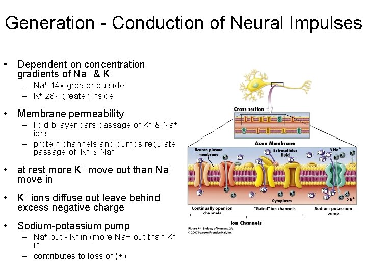 Generation - Conduction of Neural Impulses • Dependent on concentration gradients of Na+ &