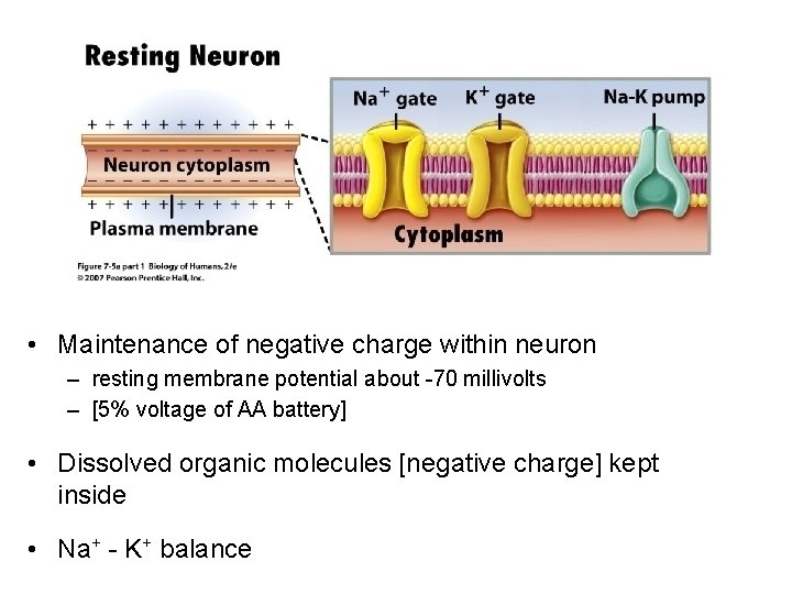  • Maintenance of negative charge within neuron – resting membrane potential about -70