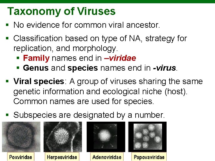 Taxonomy of Viruses § No evidence for common viral ancestor. § Classification based on