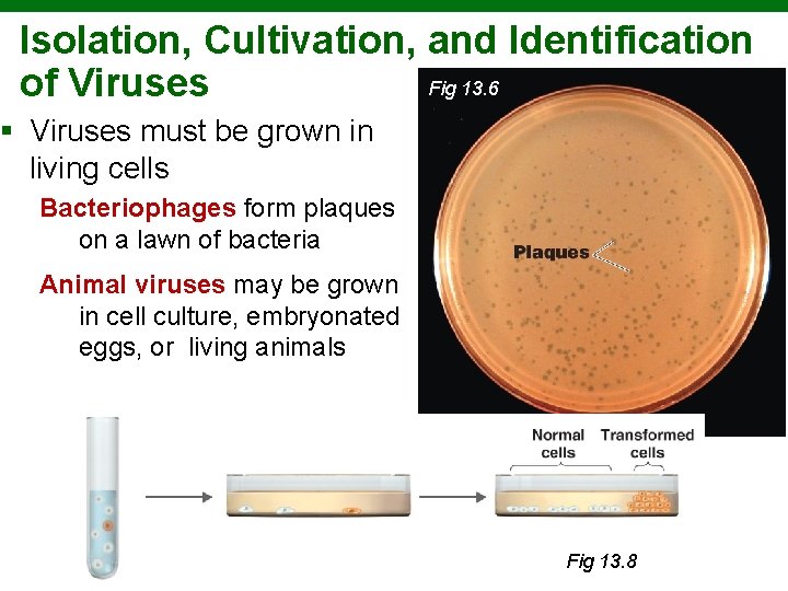 Isolation, Cultivation, and Identification Fig 13. 6 of Viruses § Viruses must be grown