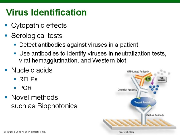 Virus Identification § Cytopathic effects § Serological tests § Detect antibodies against viruses in