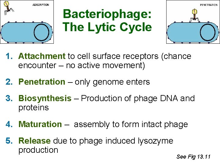 Bacteriophage: The Lytic Cycle 1. Attachment to cell surface receptors (chance encounter – no