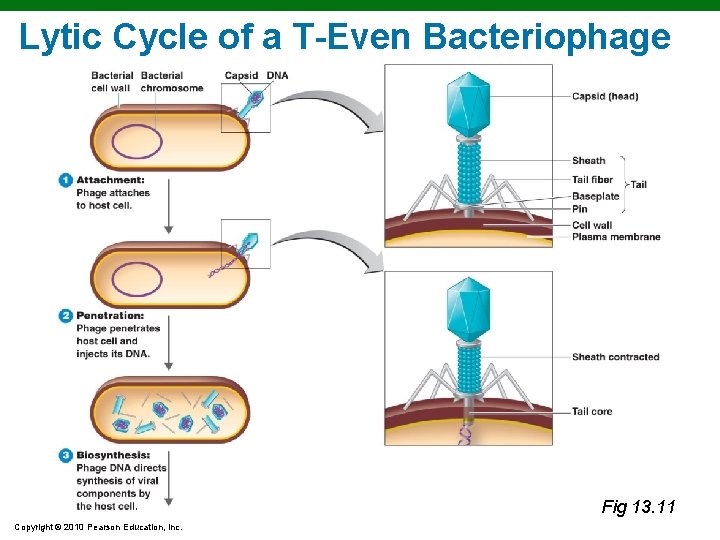 Lytic Cycle of a T-Even Bacteriophage 1 2 3 Fig 13. 11 Copyright ©