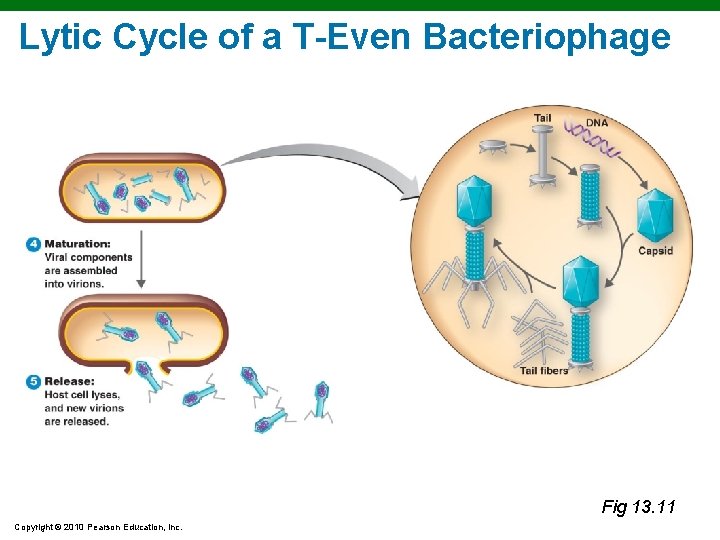 Lytic Cycle of a T-Even Bacteriophage 4 Fig 13. 11 Copyright © 2010 Pearson