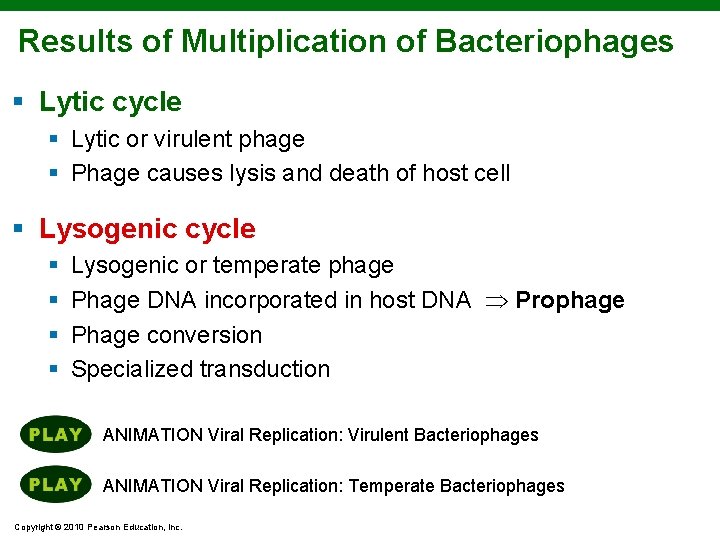 Results of Multiplication of Bacteriophages § Lytic cycle § Lytic or virulent phage §