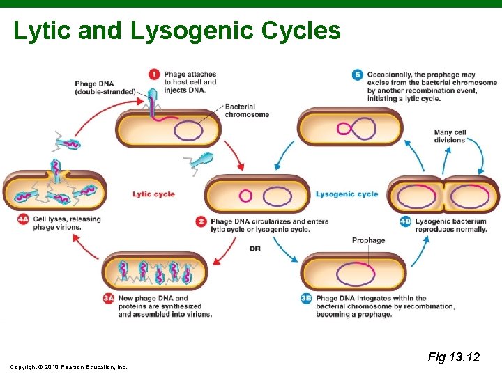 Lytic and Lysogenic Cycles Copyright © 2010 Pearson Education, Inc. Fig 13. 12 
