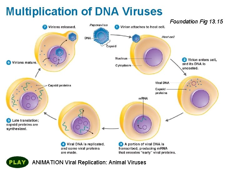 Multiplication of DNA Viruses Foundation Fig 13. 15 ANIMATION Viral Replication: Animal Viruses 
