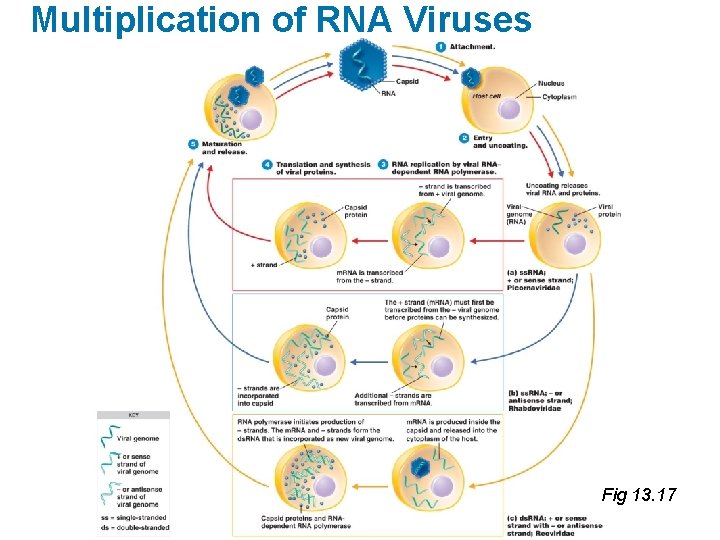 Multiplication of RNA Viruses Fig 13. 17 