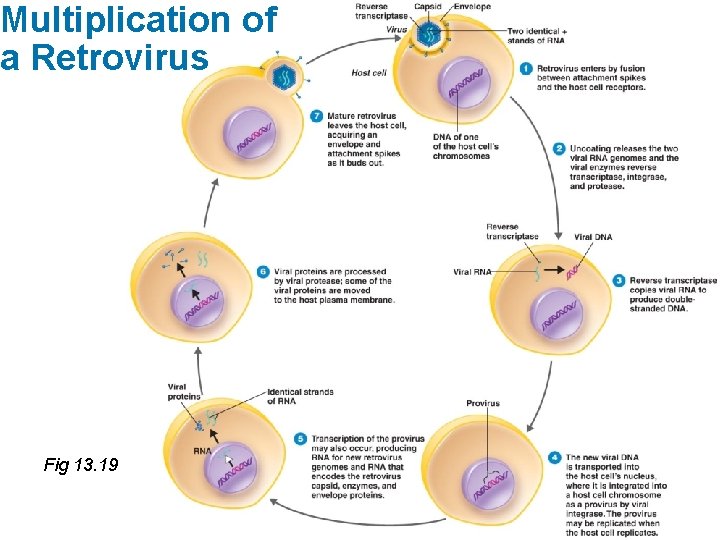 Multiplication of a Retrovirus Fig 13. 19 