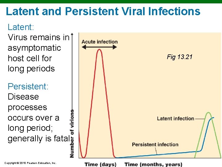 Latent and Persistent Viral Infections Latent: Virus remains in asymptomatic host cell for long