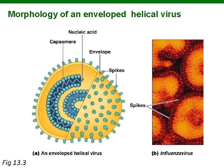 Morphology of an enveloped helical virus Fig 13. 3 Copyright © 2010 Pearson Education,