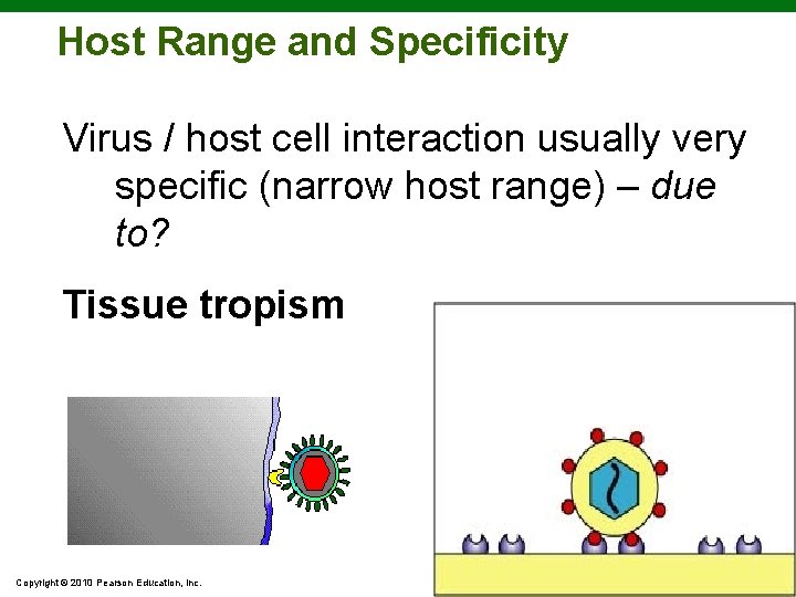 Host Range and Specificity Virus / host cell interaction usually very specific (narrow host