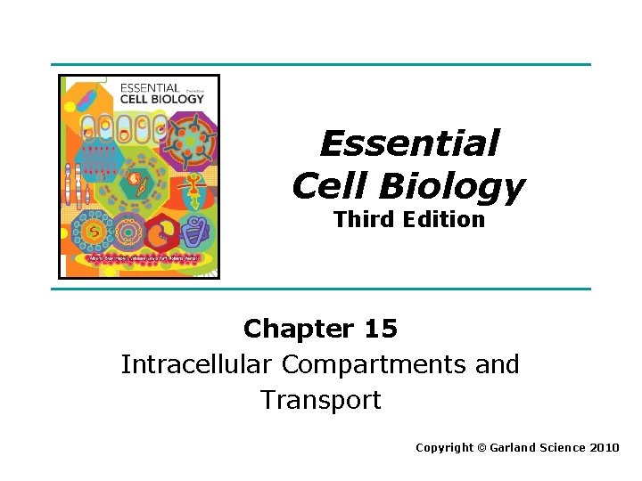 Essential Cell Biology Third Edition Chapter 15 Intracellular Compartments and Transport Copyright © Garland