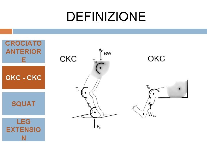 DEFINIZIONE CROCIATO ANTERIOR E OKC - CKC SQUAT LEG EXTENSIO N 
