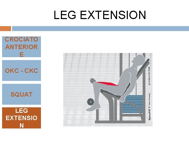 LEG EXTENSION CROCIATO ANTERIOR E OKC - CKC SQUAT LEG EXTENSIO N 