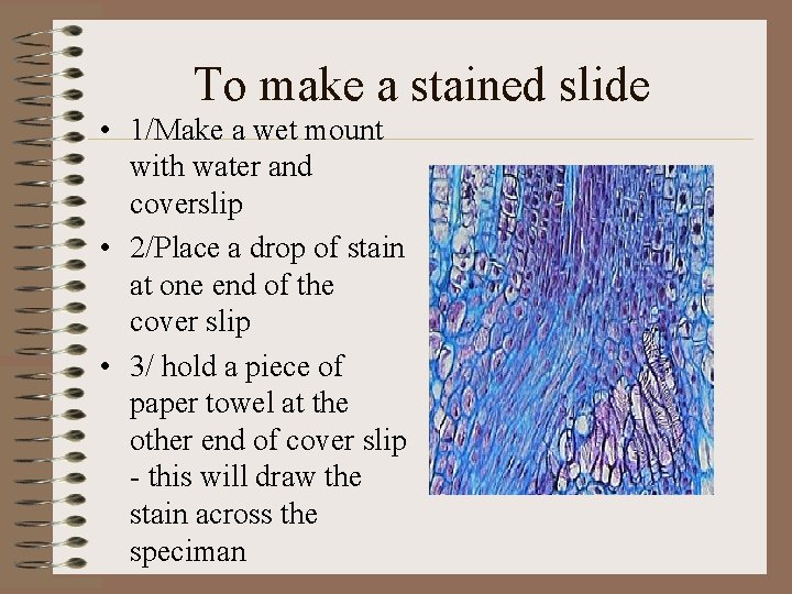 To make a stained slide • 1/Make a wet mount with water and coverslip