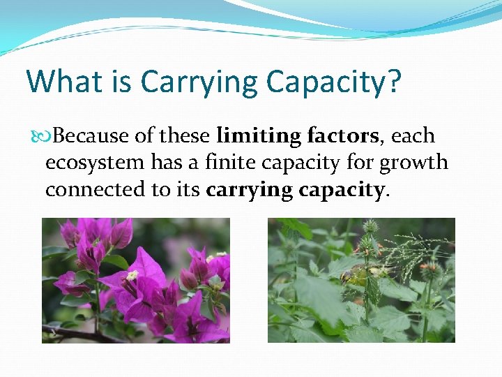 What is Carrying Capacity? Because of these limiting factors, each ecosystem has a finite