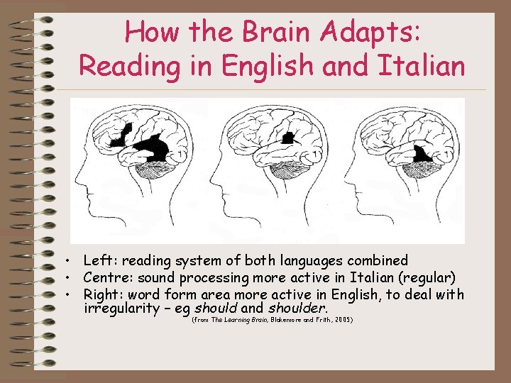How the Brain Adapts: Reading in English and Italian • Left: reading system of