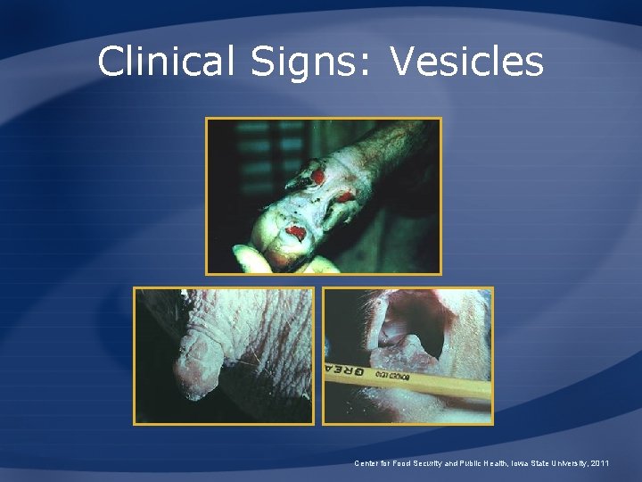 Clinical Signs: Vesicles Center for Food Security and Public Health, Iowa State University, 2011