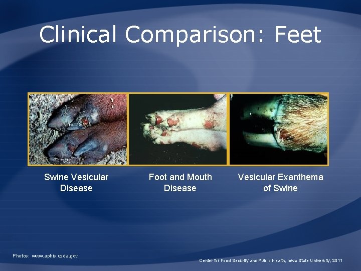 Clinical Comparison: Feet Swine Vesicular Disease Photos: www. aphis. usda. gov Foot and Mouth