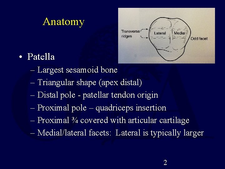 Anatomy • Patella – Largest sesamoid bone – Triangular shape (apex distal) – Distal